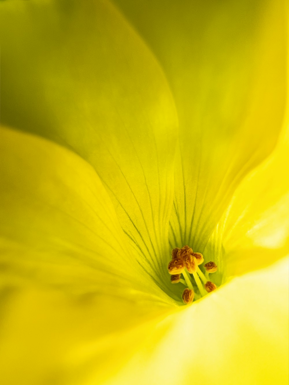 a close up of a yellow flower with a green background