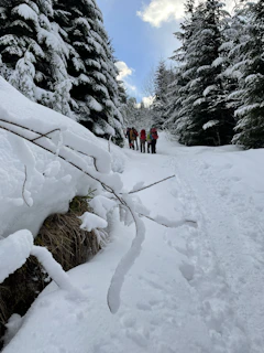 A group of happy travelers snowshoeing through pristine white snow with pine trees around.