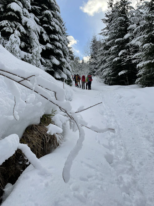 A group of happy travelers snowshoeing through pristine white snow with pine trees around.