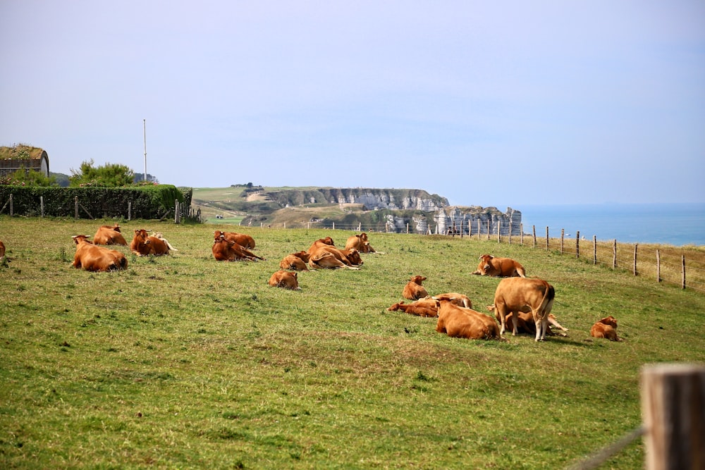 a herd of cattle laying on top of a lush green field