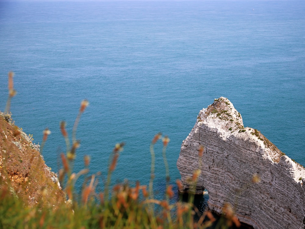 a bird sitting on top of a rock near the ocean