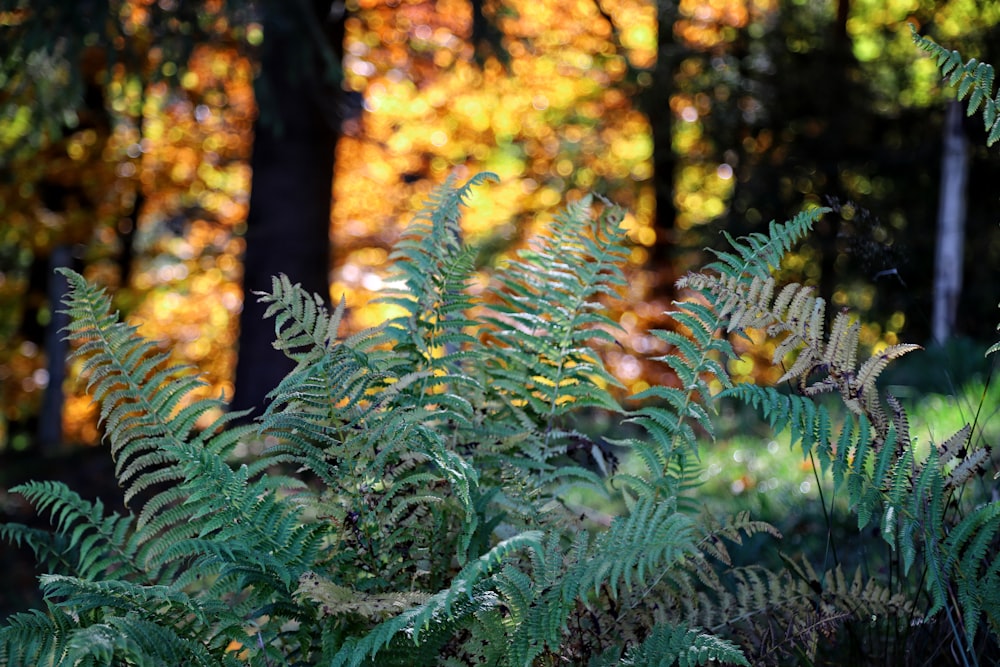 a close up of a plant near many trees