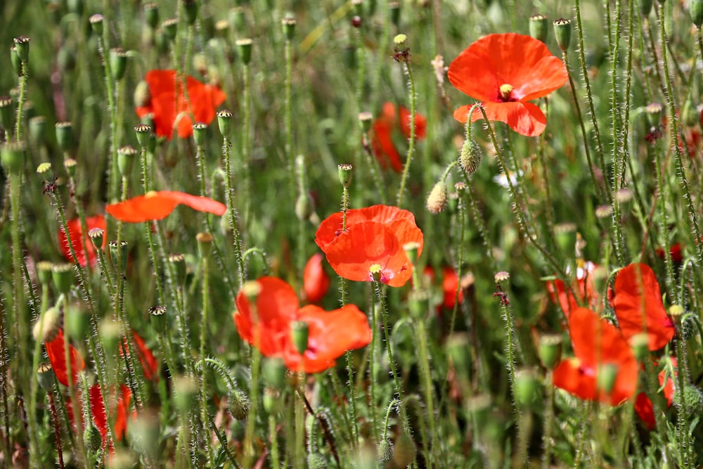 a bunch of red flowers that are in the grass