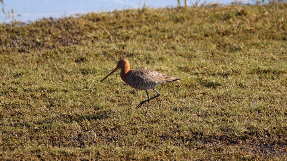 um pássaro andando através de um campo coberto de grama