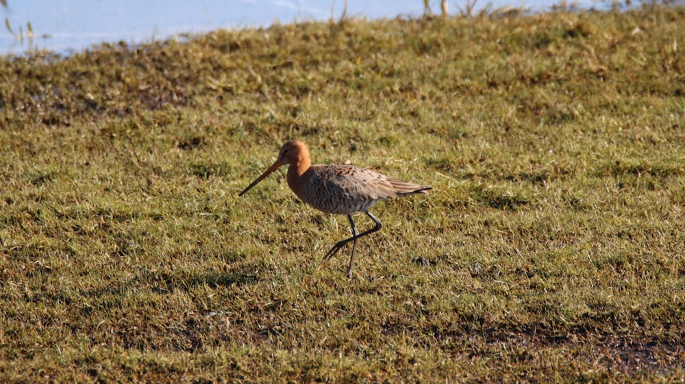 un oiseau marchant dans un champ couvert d’herbe