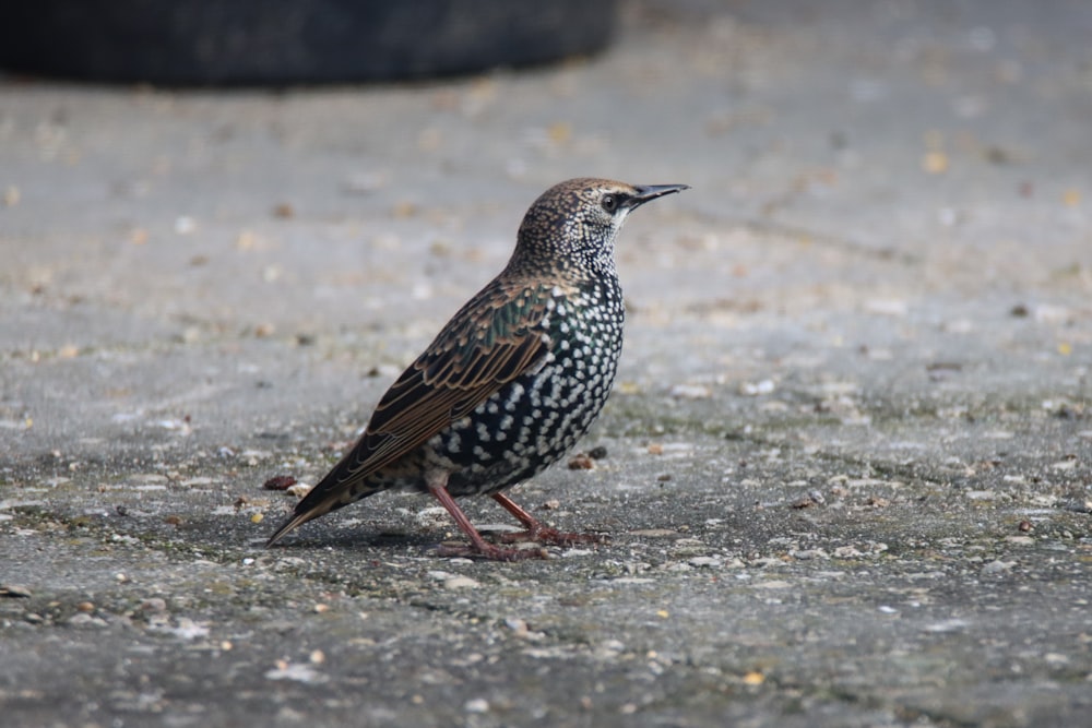 a bird is standing on the ground looking at something