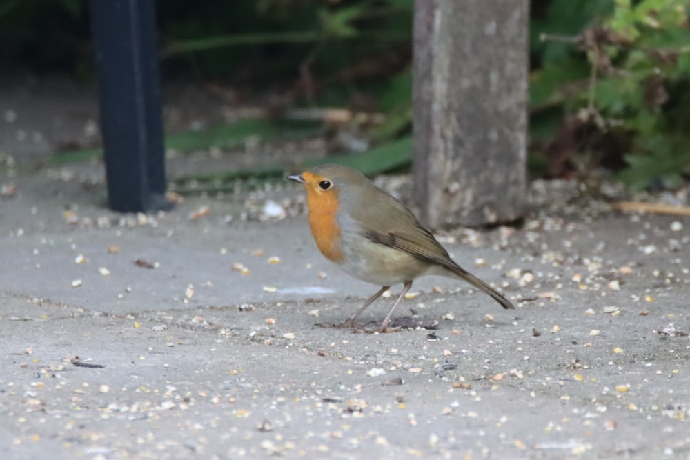 a small bird is standing on the ground