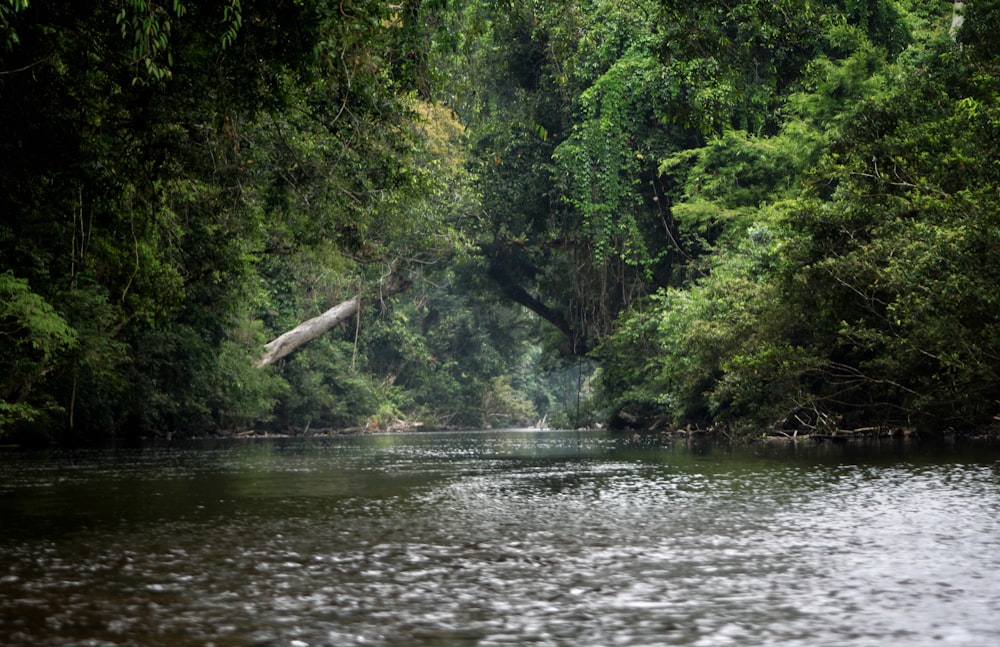 a river running through a forest