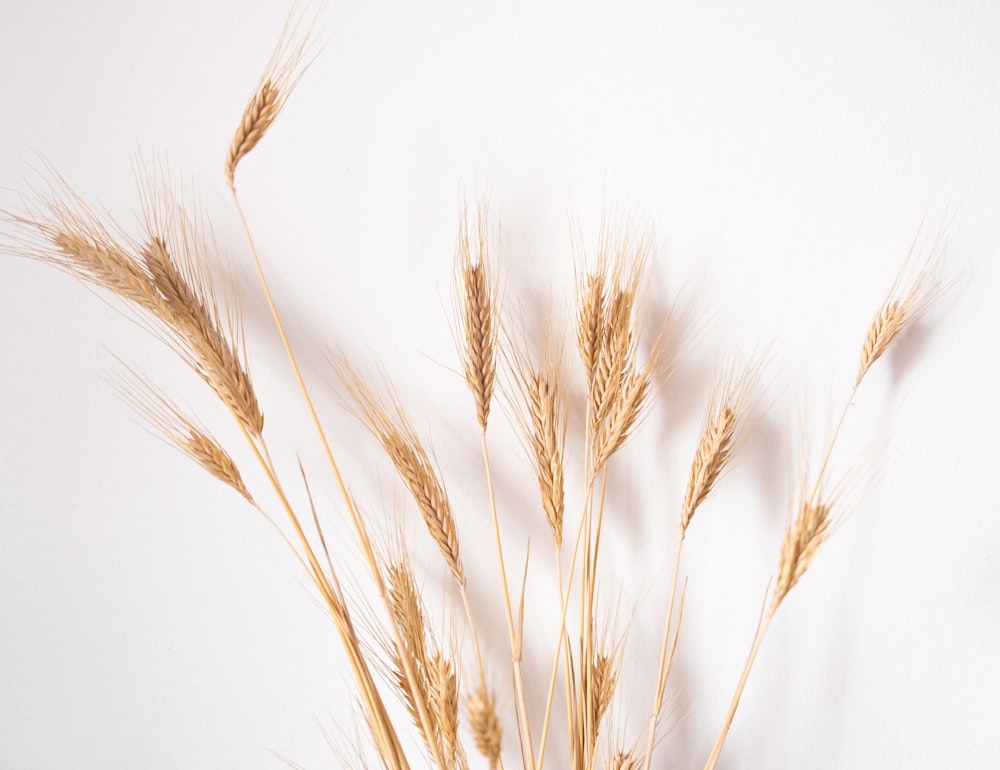 a close up of a bunch of dry grass