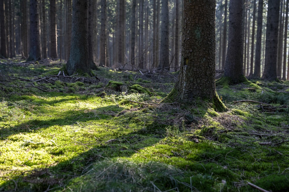 Una foresta piena di molti alberi ed erba