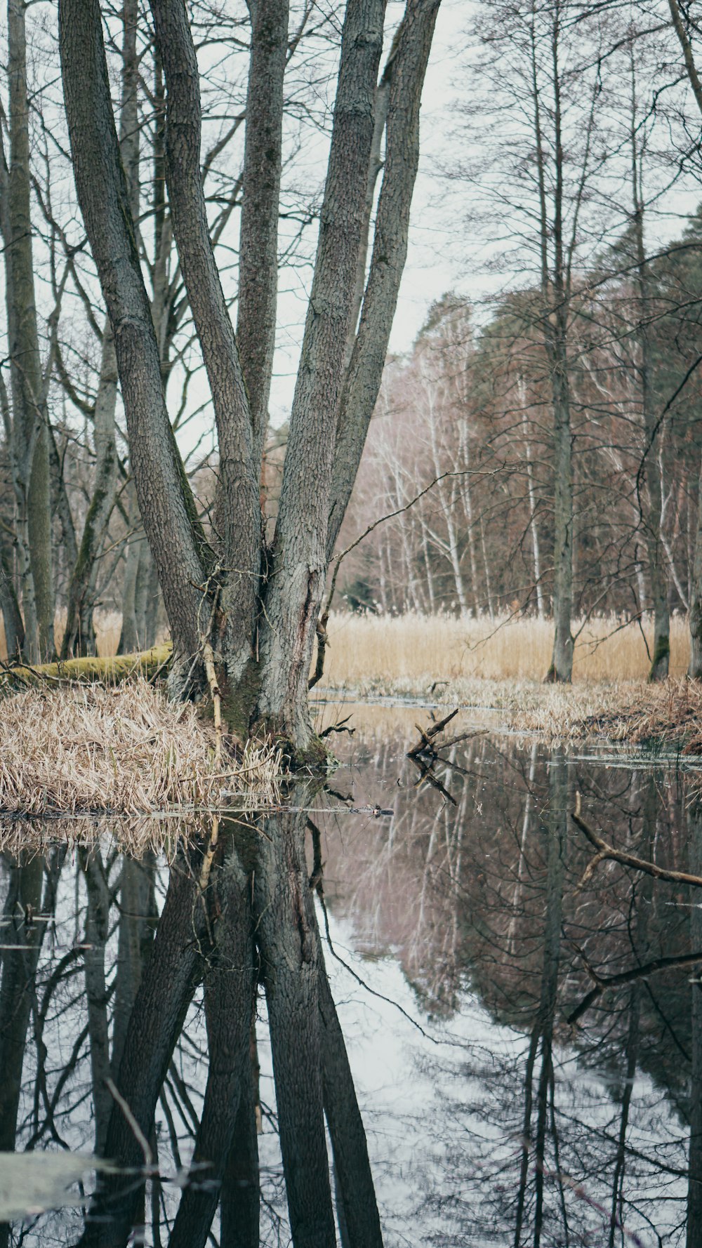 a body of water surrounded by trees and grass