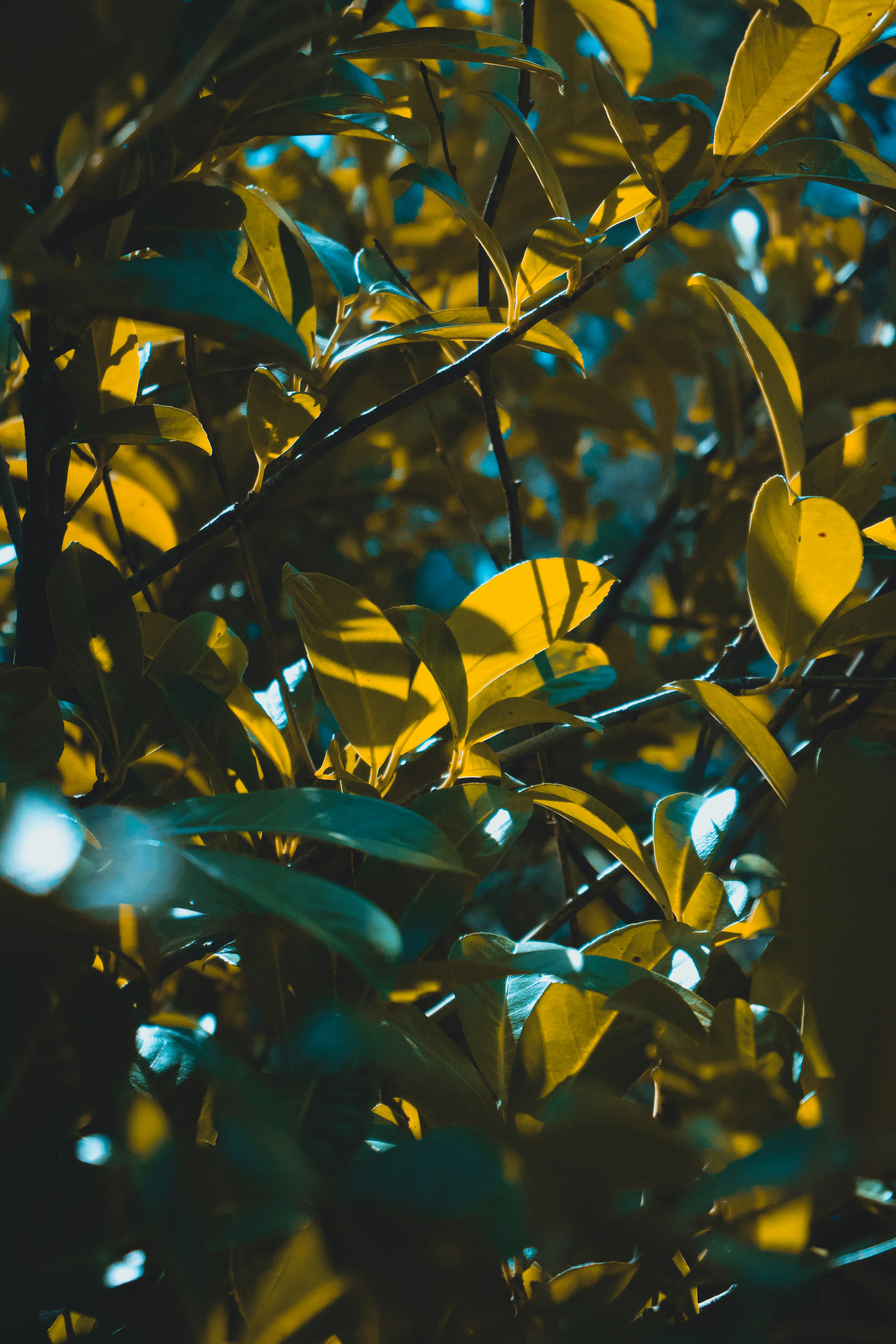 a close up of a tree with yellow leaves