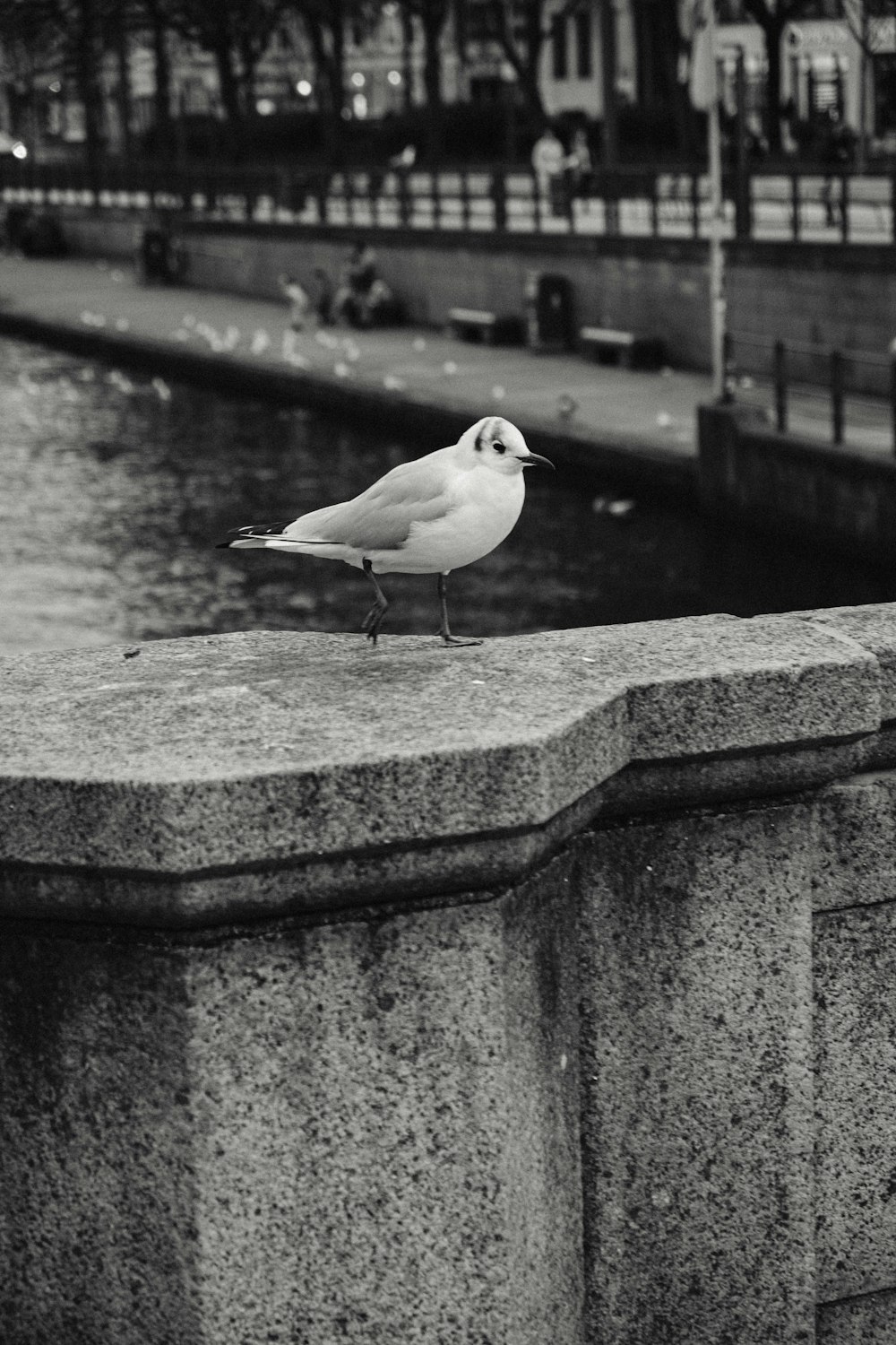 a seagull sitting on a ledge next to a body of water