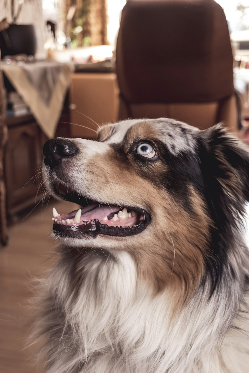 Nahaufnahme eines Hundes mit einem Stuhl im Hintergrund