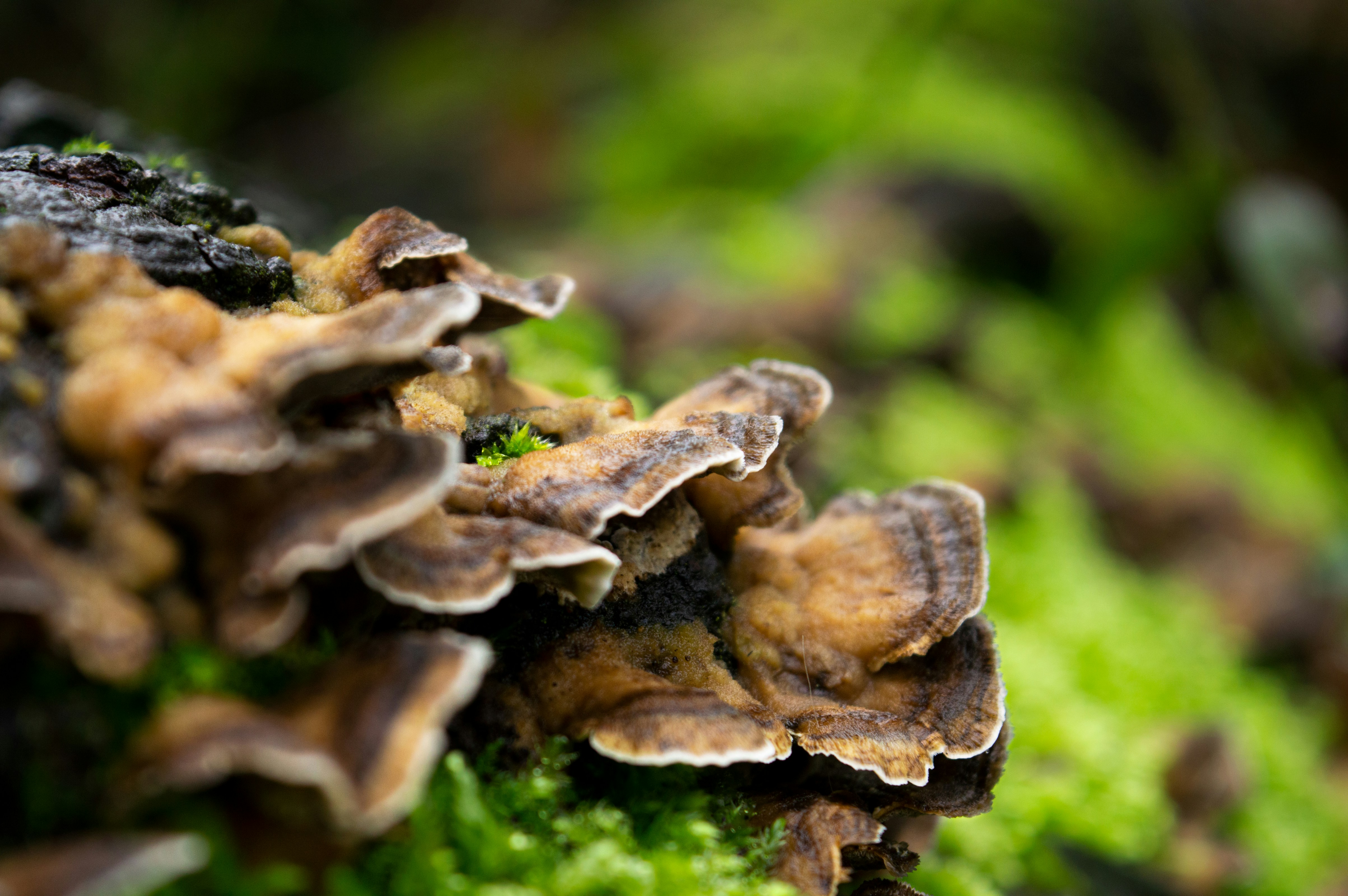 turkey tail mushroom, introduction picture
