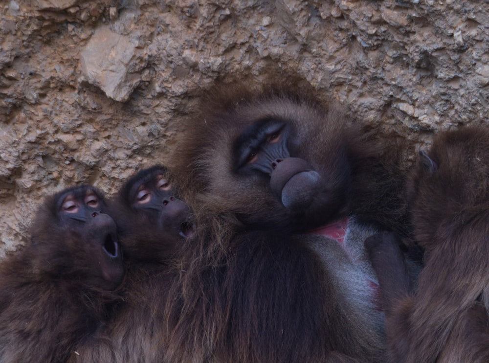 a group of monkeys laying on top of each other
