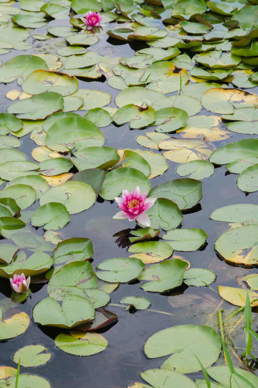 a pink water lily in a pond with lily pads