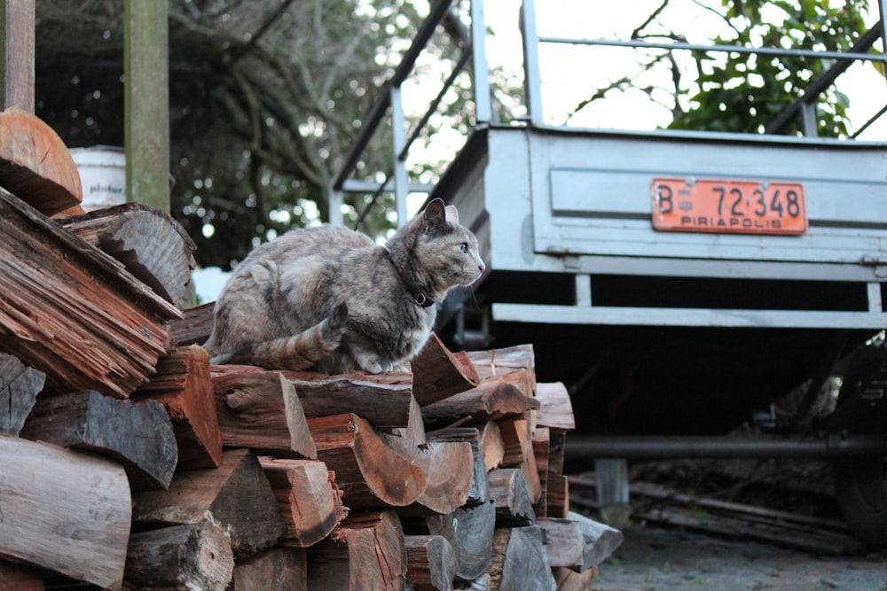 a cat sitting on top of a pile of wood