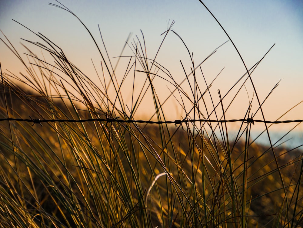 a close up of a wire fence with grass in the foreground