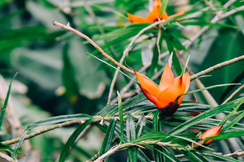 a close up of a flower on a tree