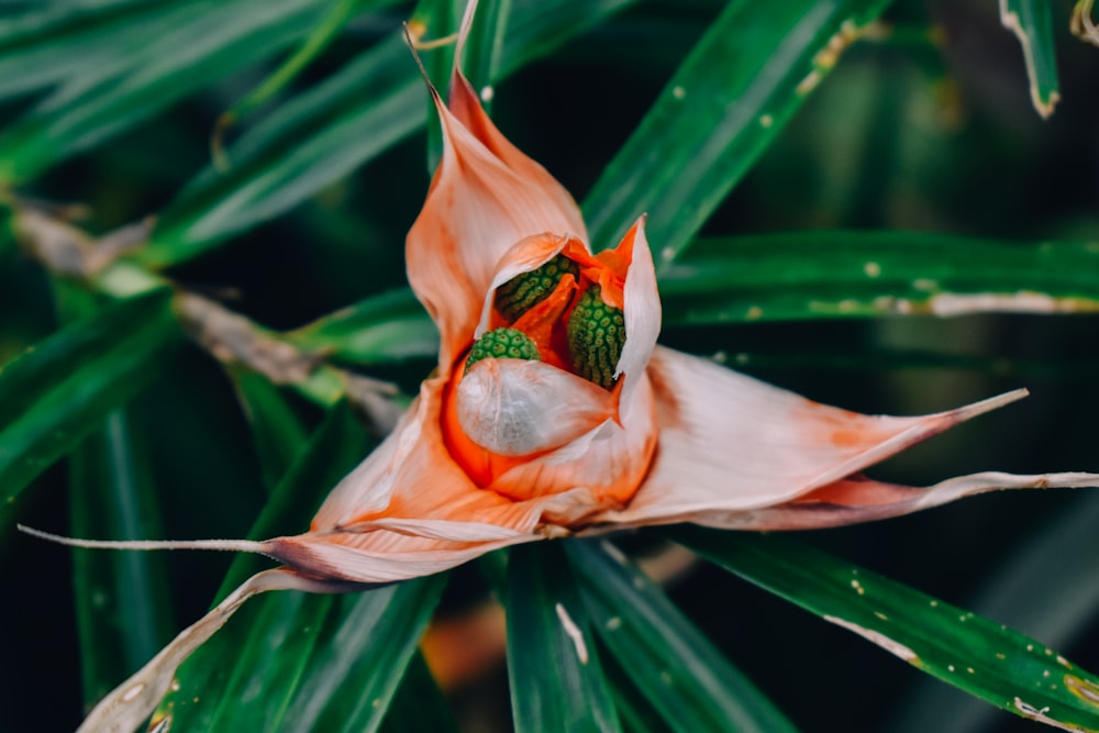 a close up of a flower on a plant