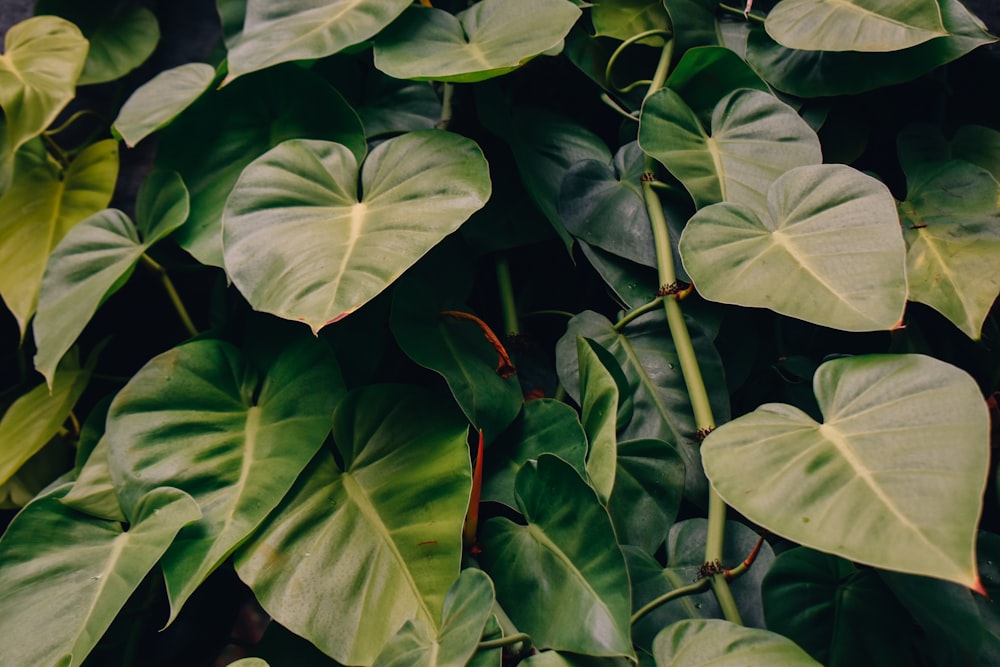 a close up of a plant with green leaves