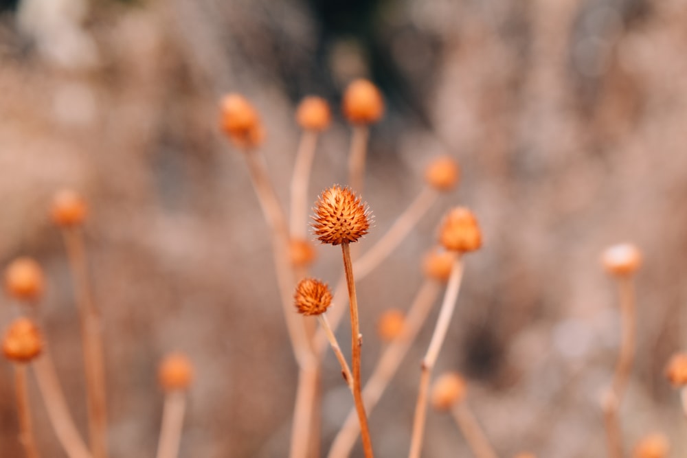 a close up of a plant with orange flowers