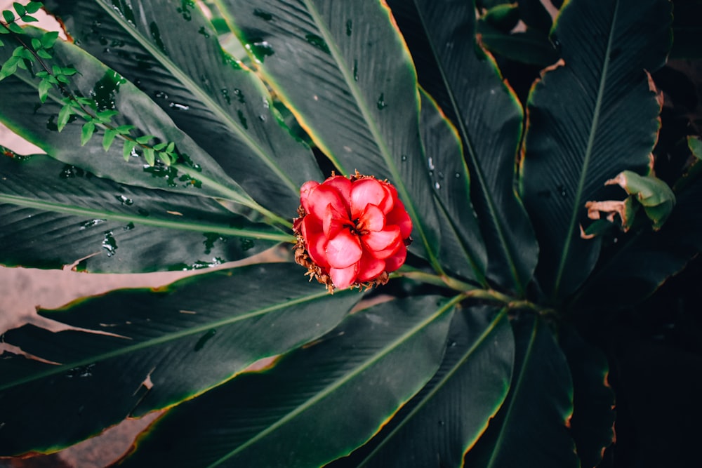 a red flower sitting on top of a lush green leaf