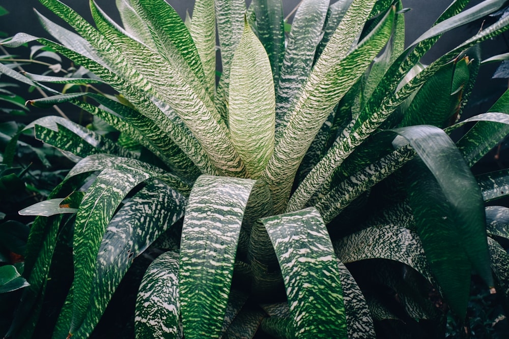 a close up of a plant with green leaves