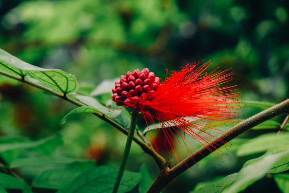 a red flower with green leaves in the background