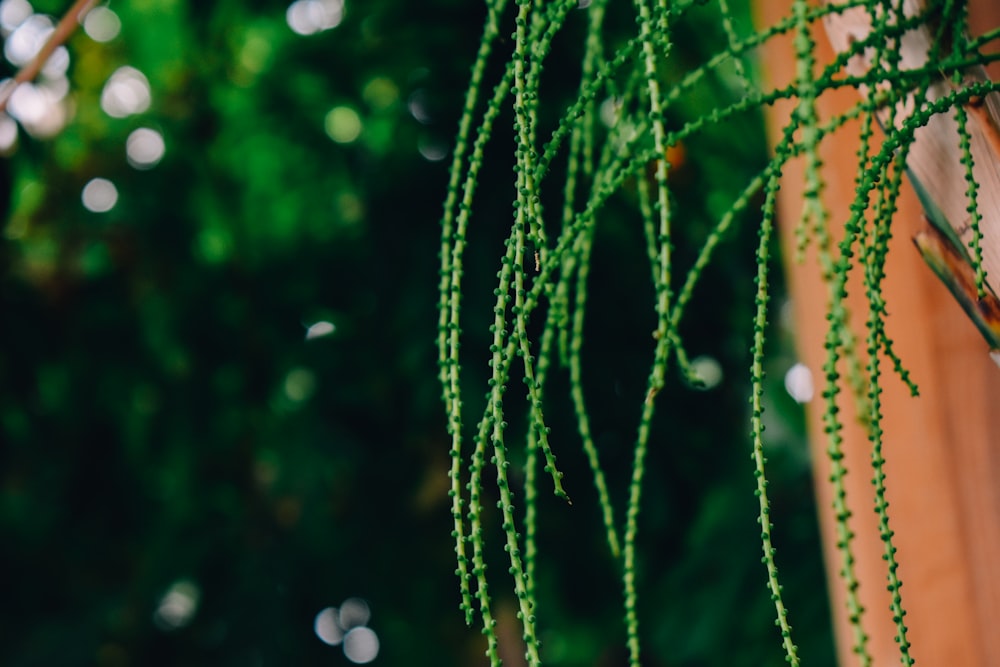 a close up of a plant with green leaves