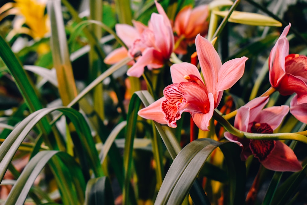 a close up of a bunch of flowers in a field