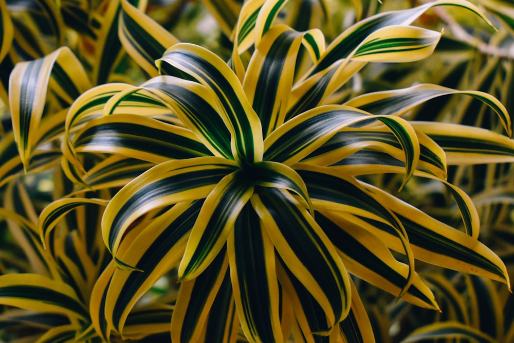 a close up of a yellow and green plant