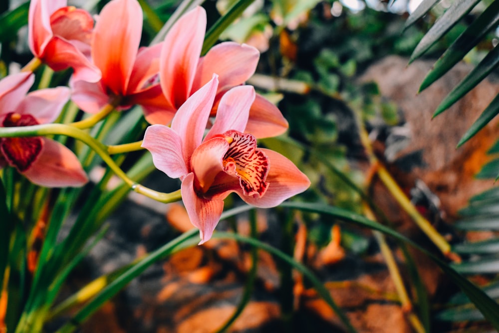 a group of pink flowers with green leaves