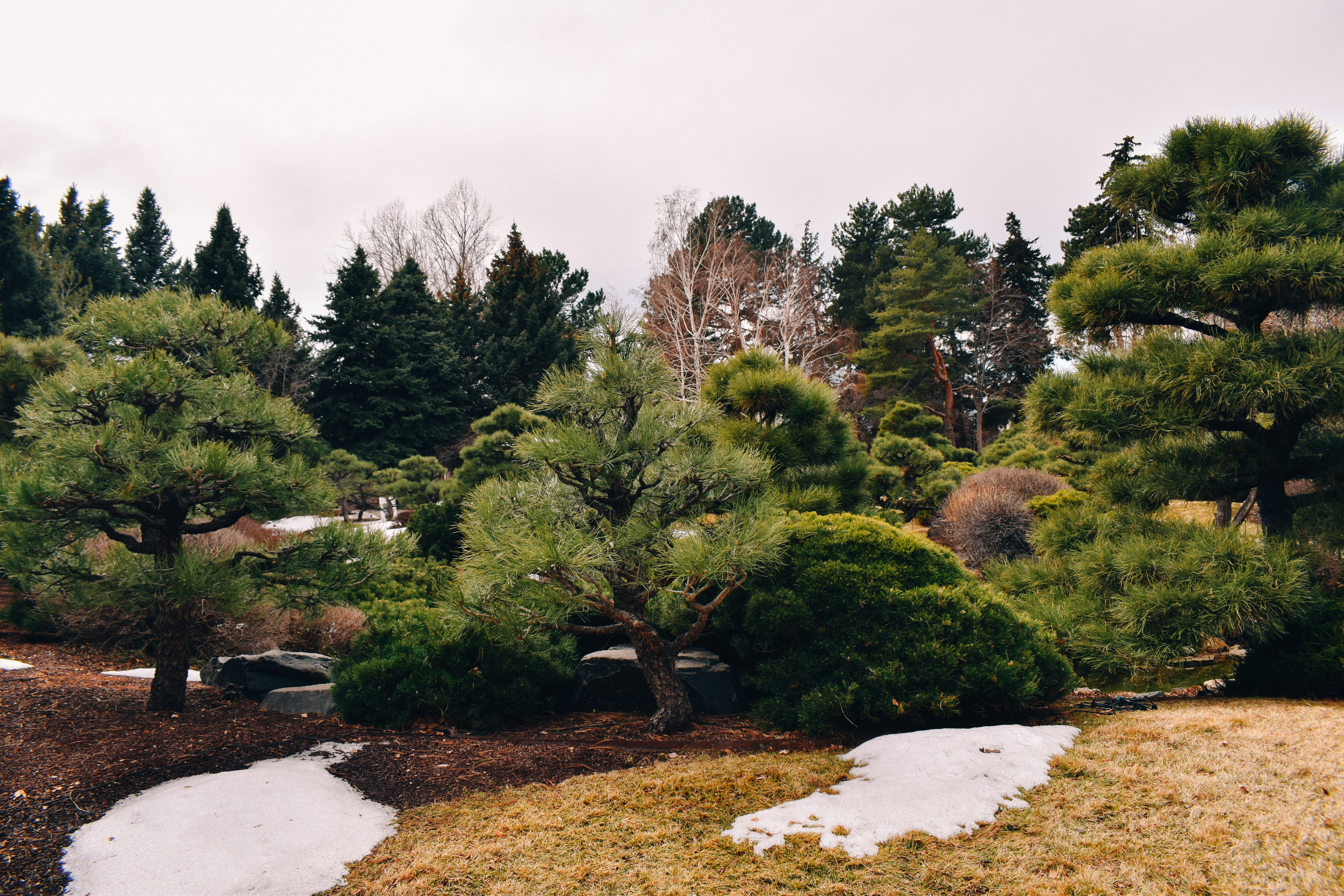 Beautifully maintained yard after affordable tree trimming in Colorado Springs