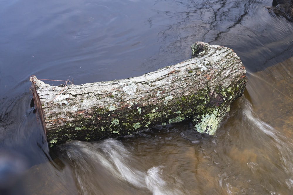 a log in the water with moss growing on it