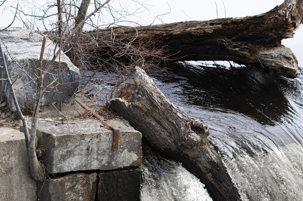 a fallen tree laying on top of a river