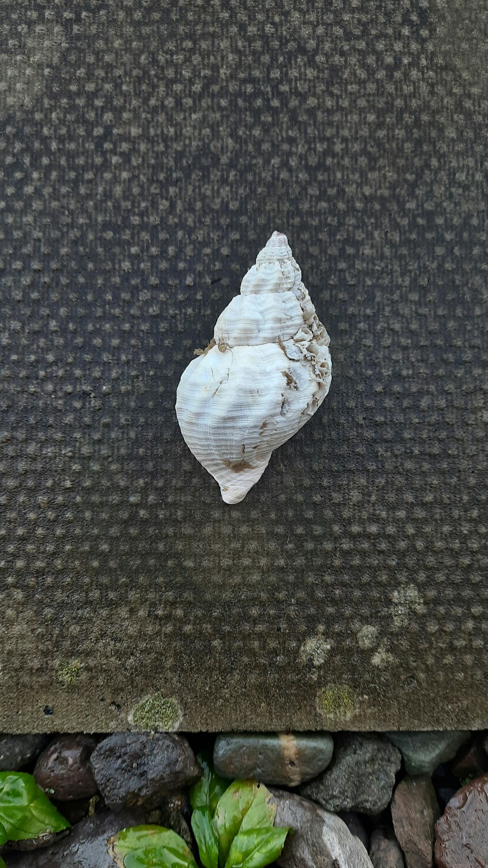 a piece of sea shell on a rock bed
