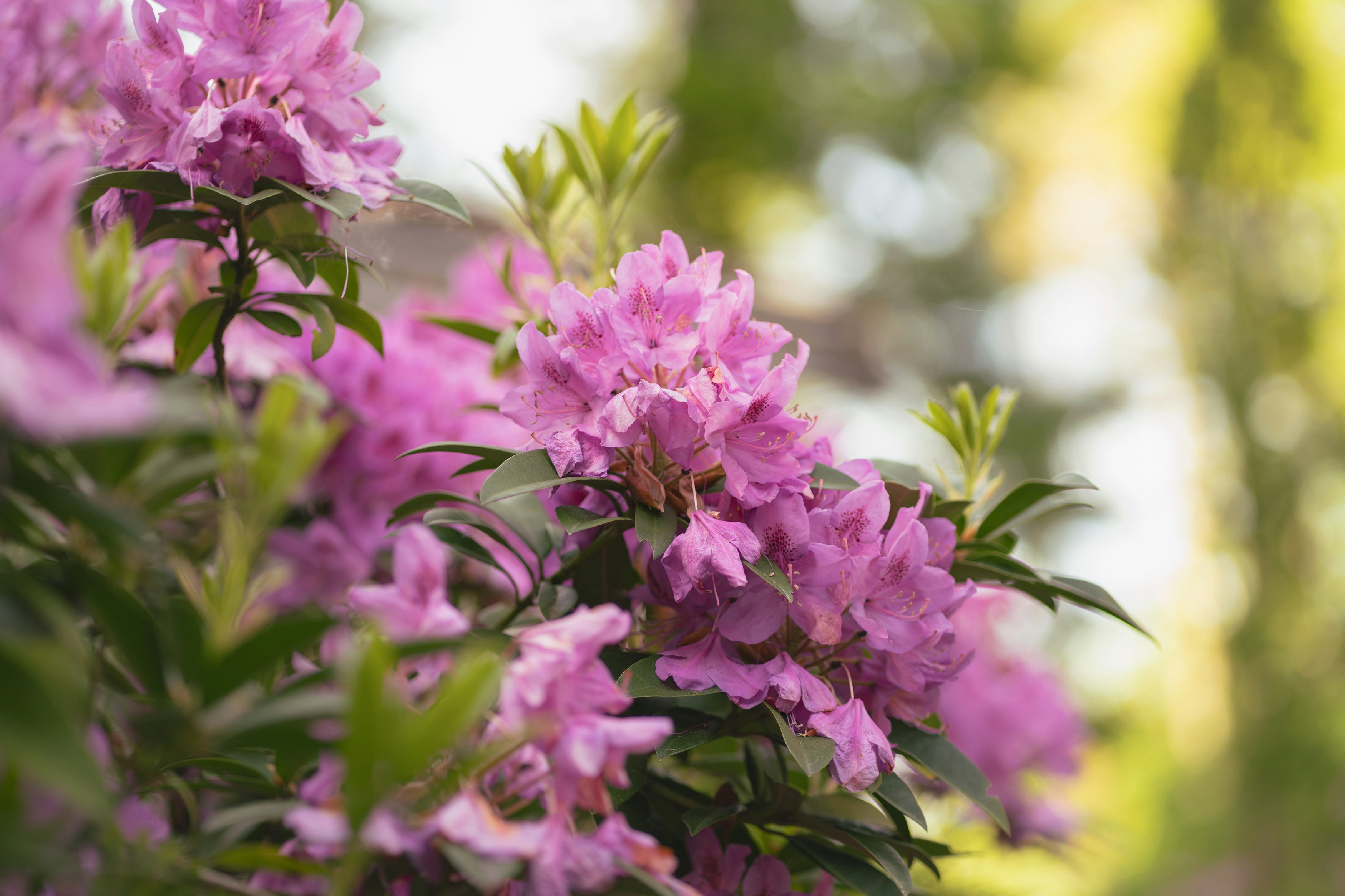 Photo by chartakesphotos