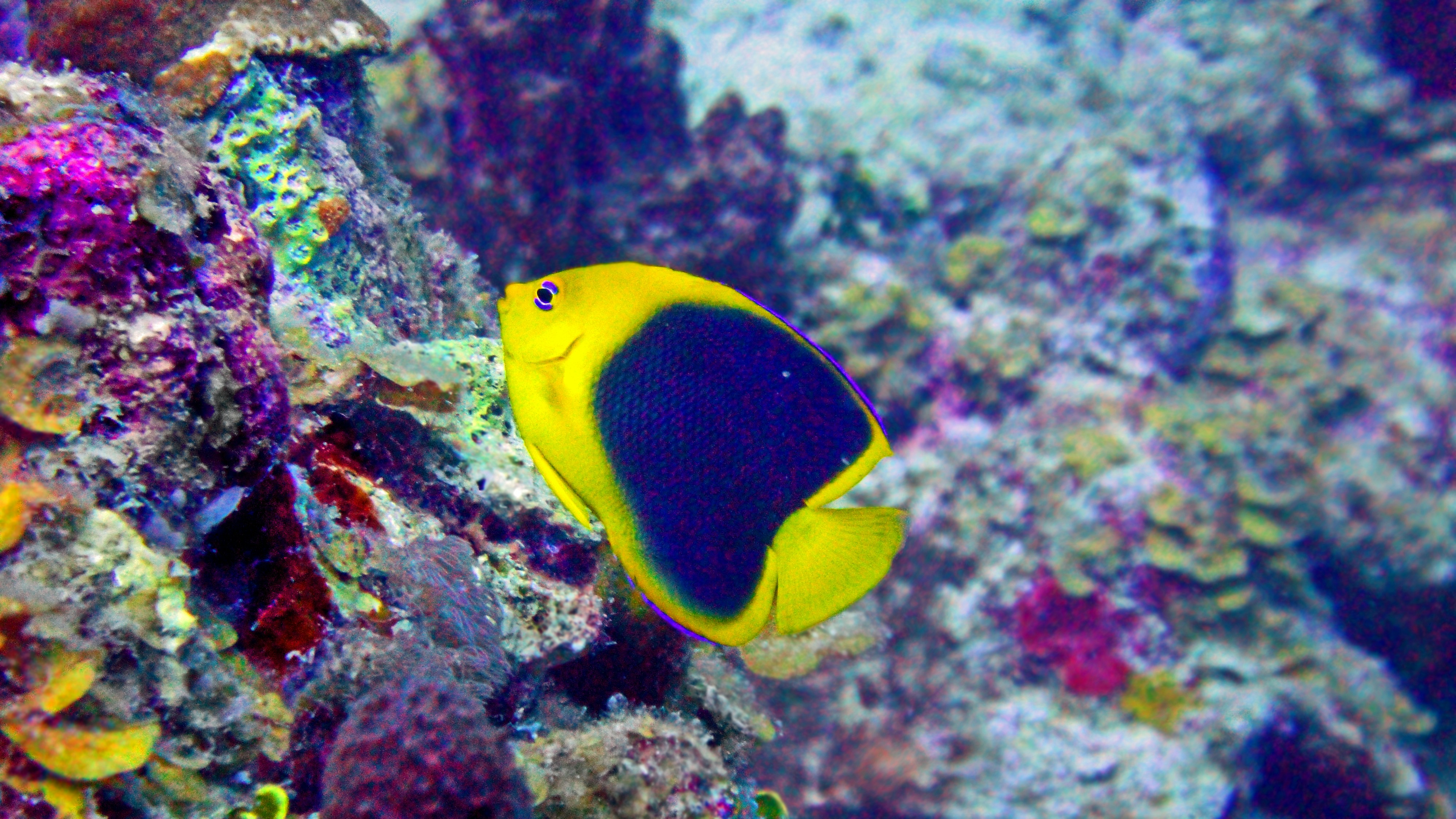 A Rock Beauty angelfish drifts over a coral reef.