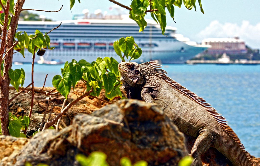 a large lizard sitting on top of a rock next to a body of water, An iguana perches on a rock along the Charlotte Amalie 