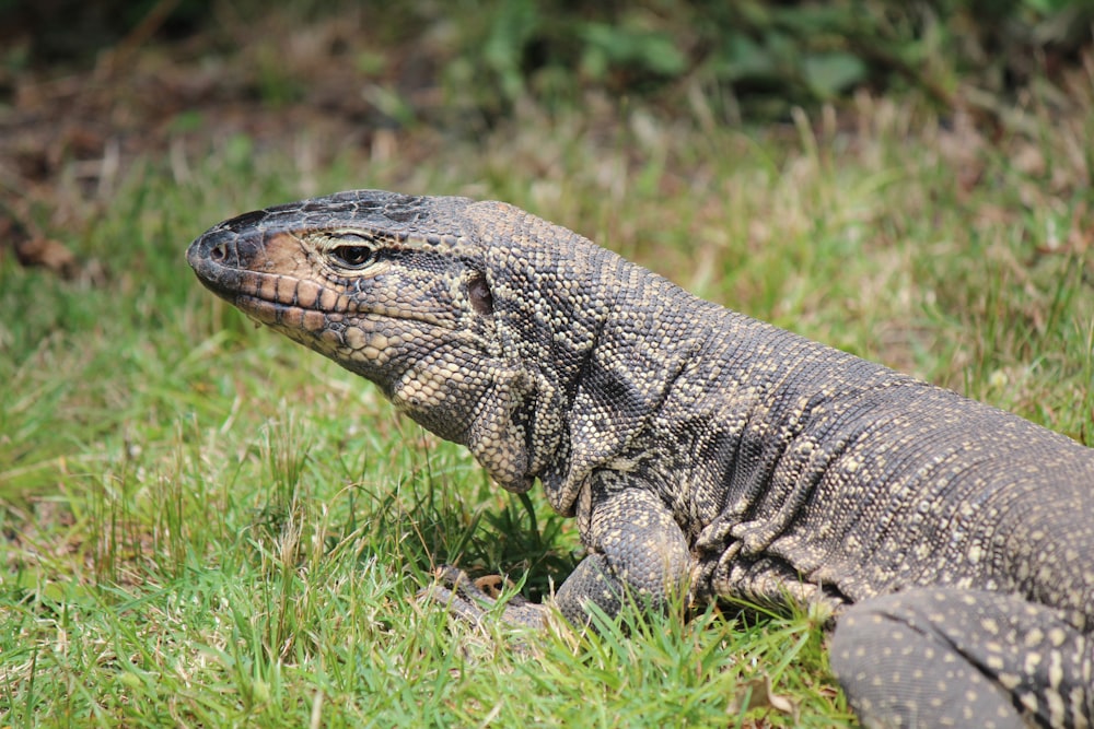 a large lizard sitting on top of a lush green field