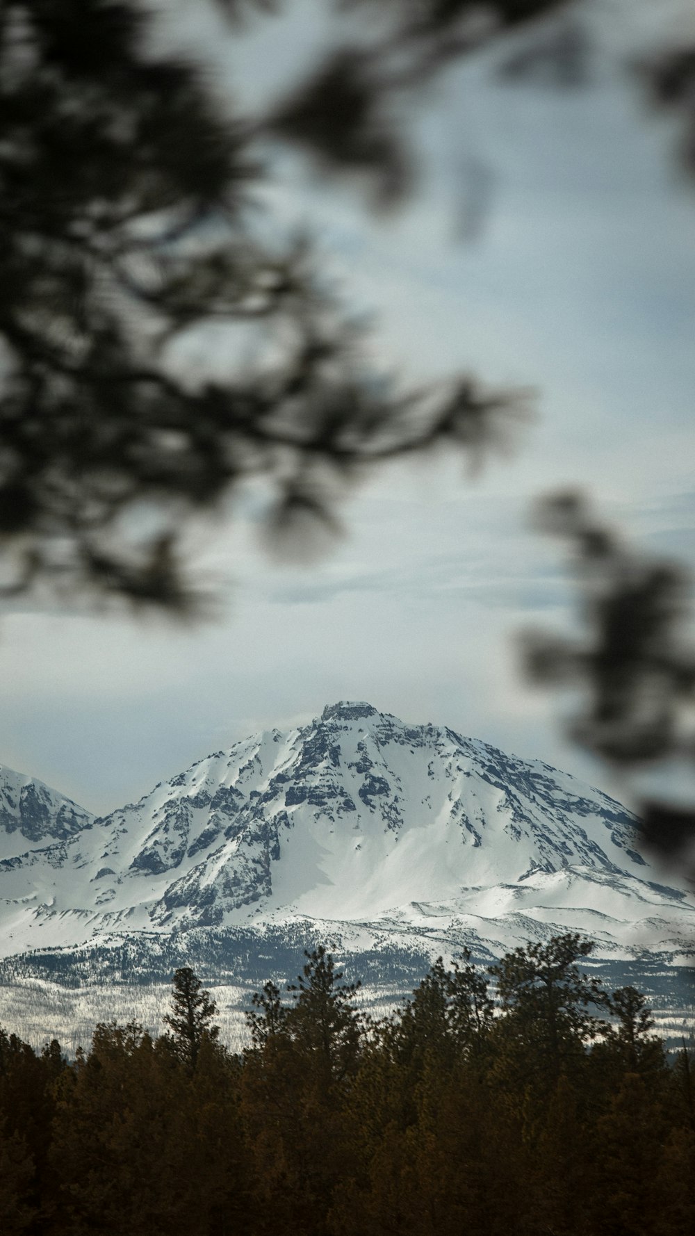 a snow covered mountain with trees in the foreground