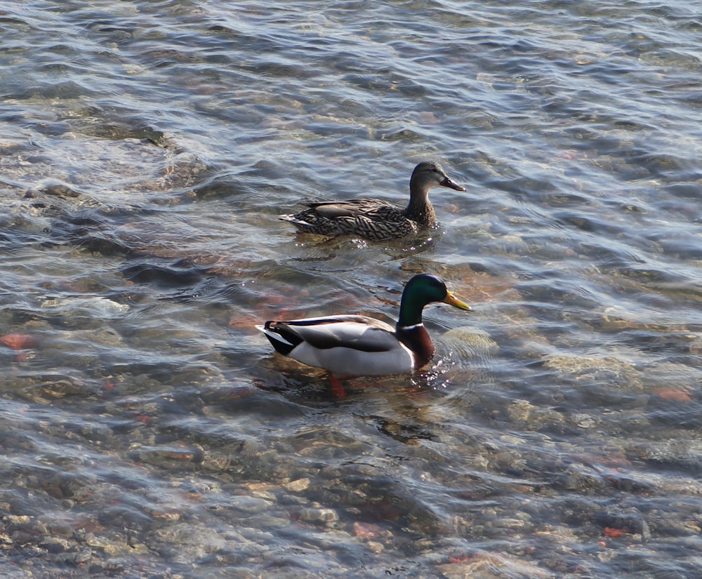 a couple of ducks floating on top of a body of water