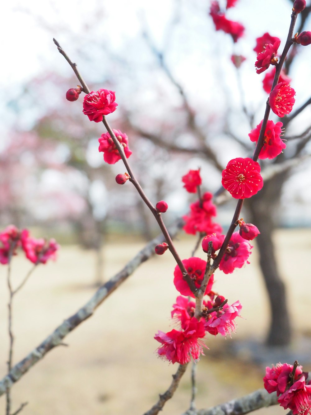 a branch of a tree with red flowers