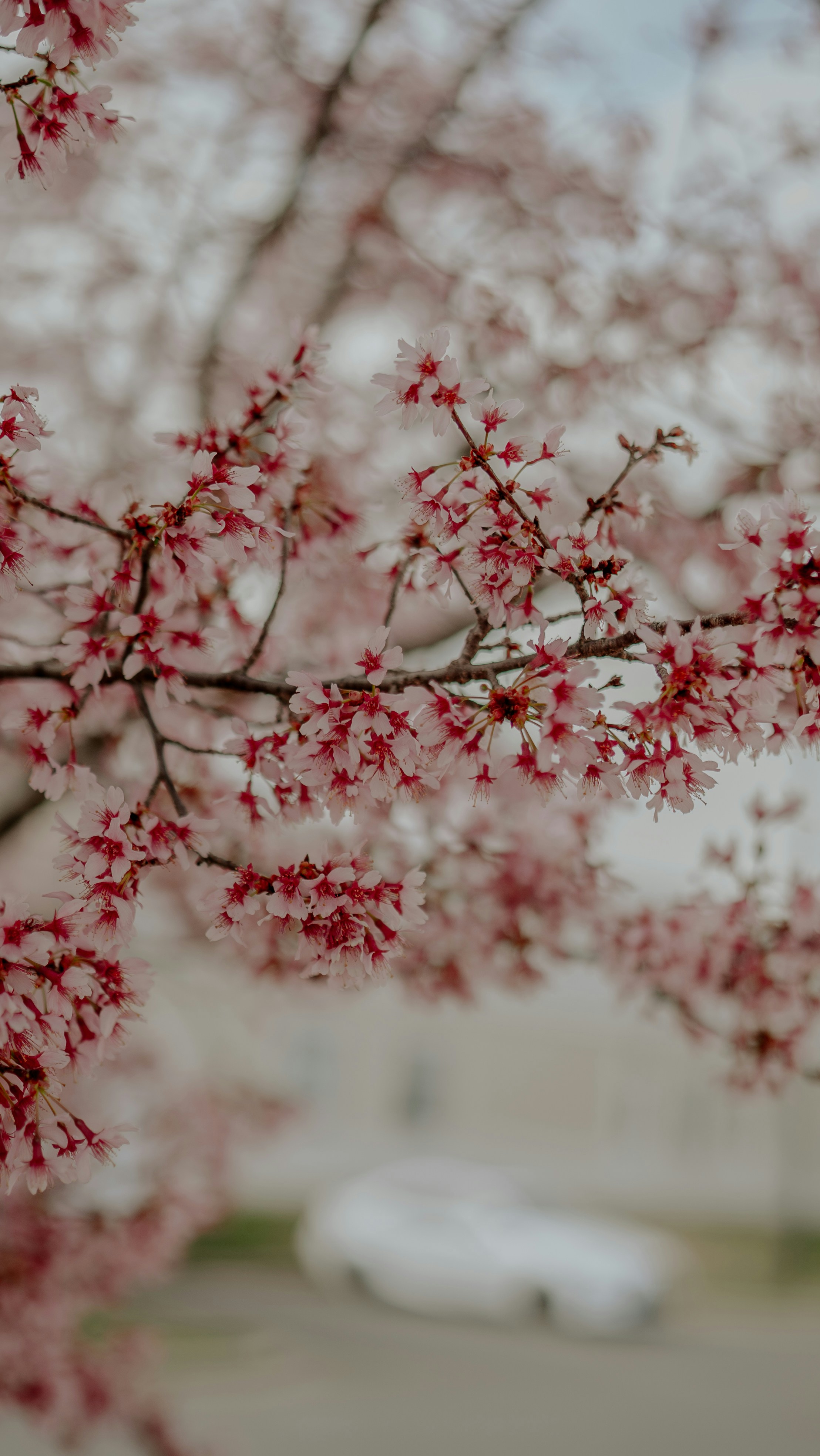 a tree with red flowers in front of a building