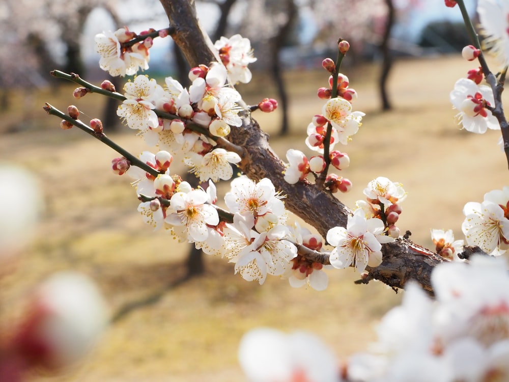 a close up of a tree with white flowers