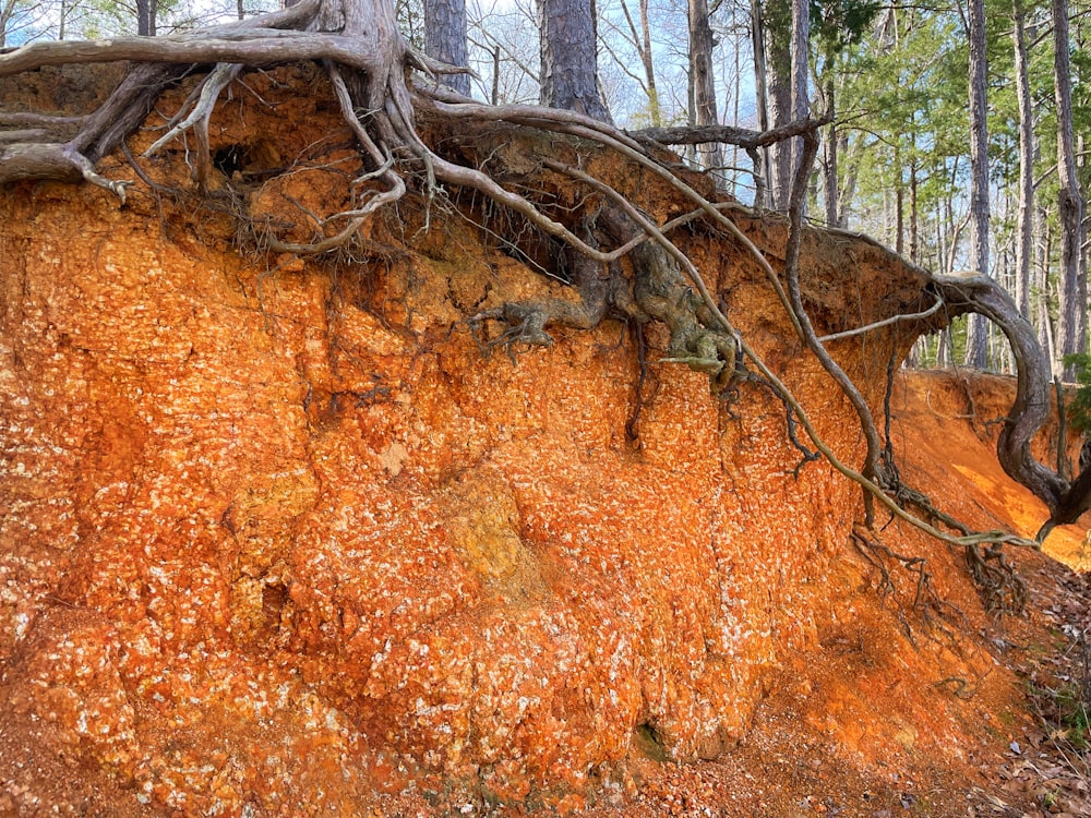 a tree that is growing on a rock