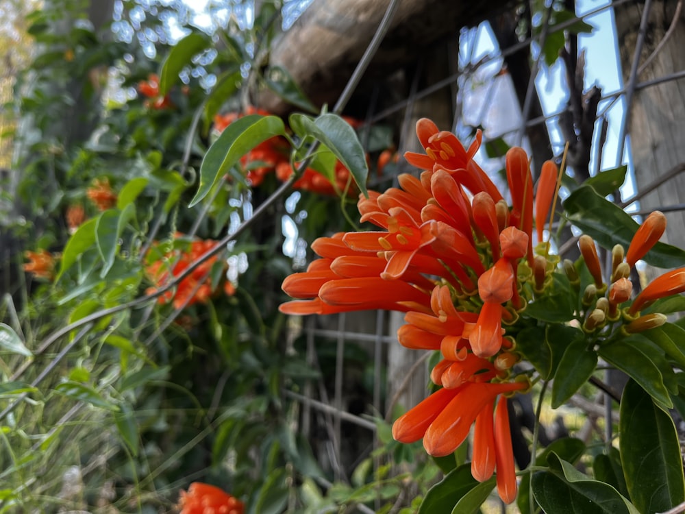 a bunch of orange flowers in a garden
