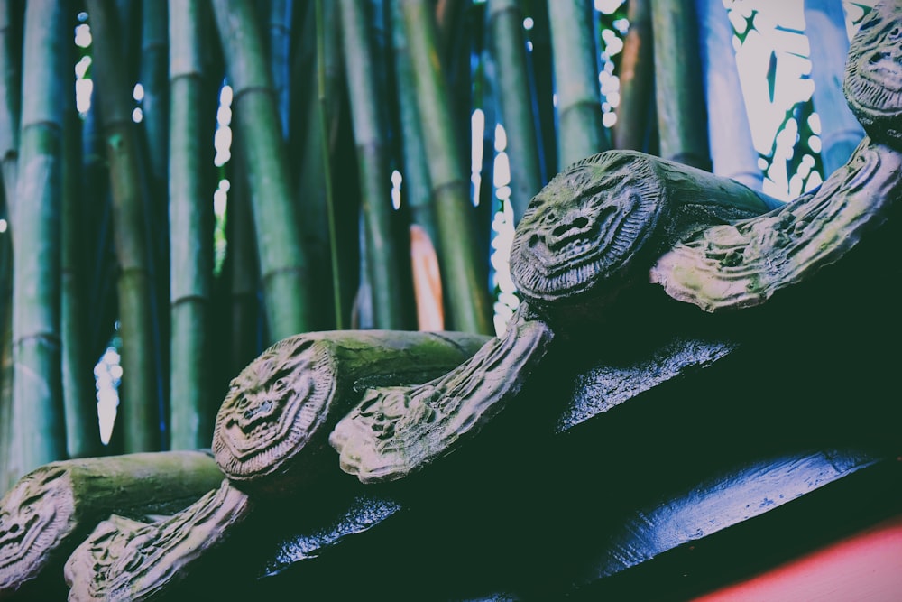 a close up of a bamboo tree with a building in the background